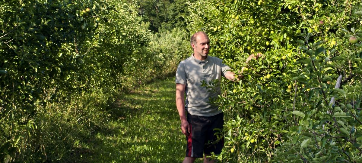 Die Apfelbäume  in der Plantage werfen mittlerweile reichlich Ernte ab.