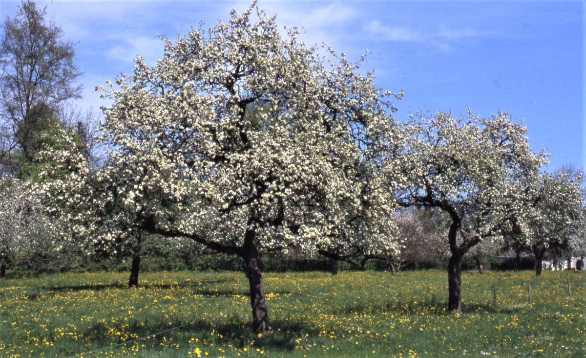 Blühende Äpfelbäume auf einer Streuobstwiese