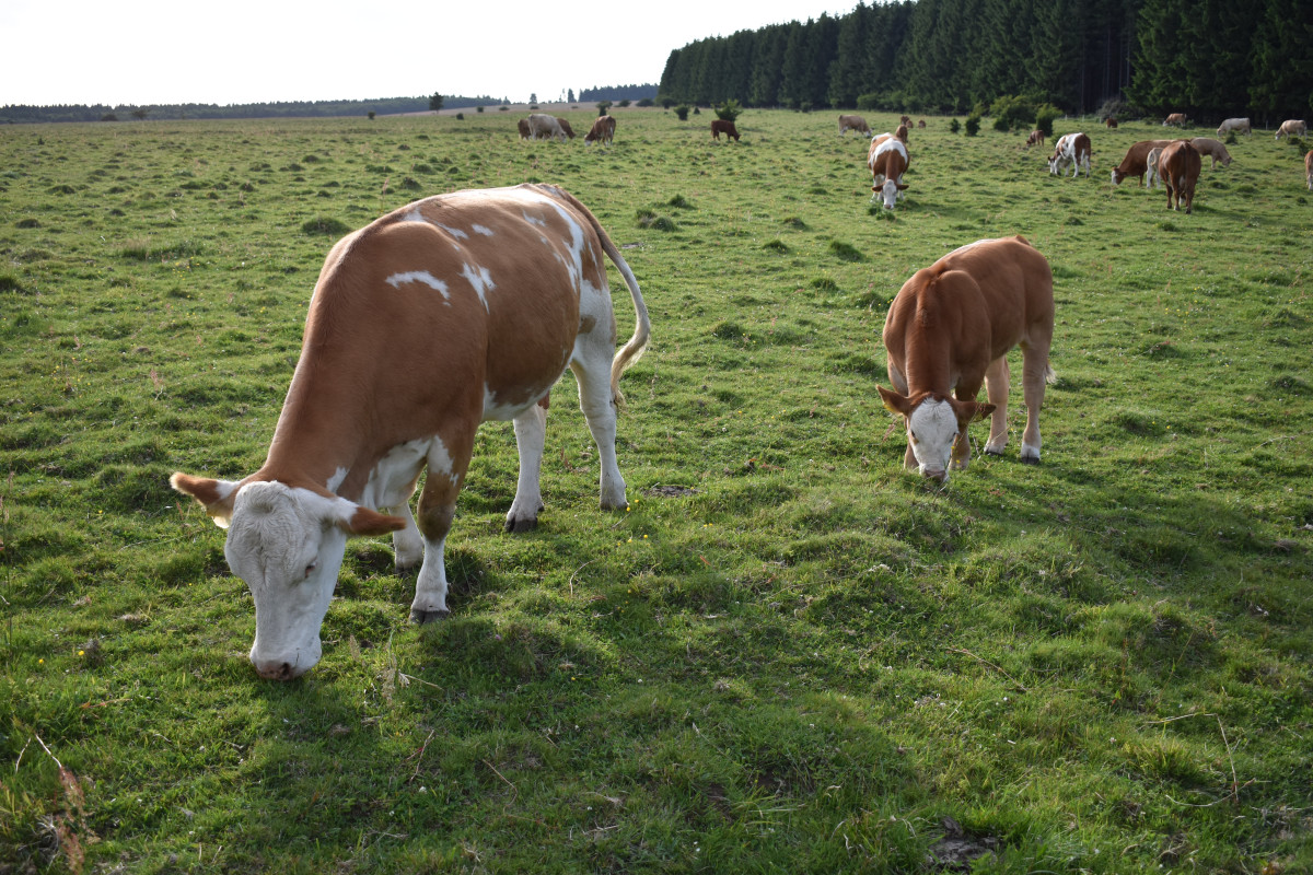 Rinder auf der Weide