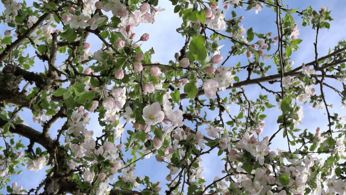 Apfelblüten unter blauem Himmel