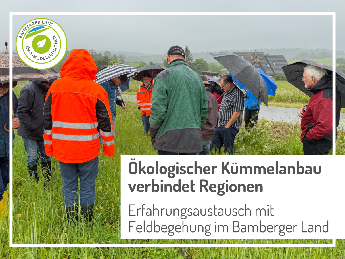 Personen stehen mit Regenschirmen auf einem Feld mit Braugerste