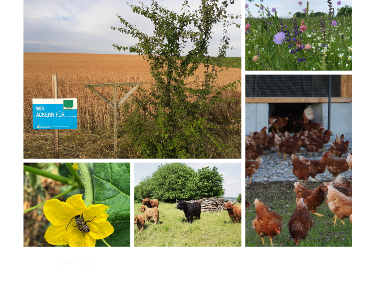 Collage mit Fotos aus der Ökologischen Landwirtschaft
