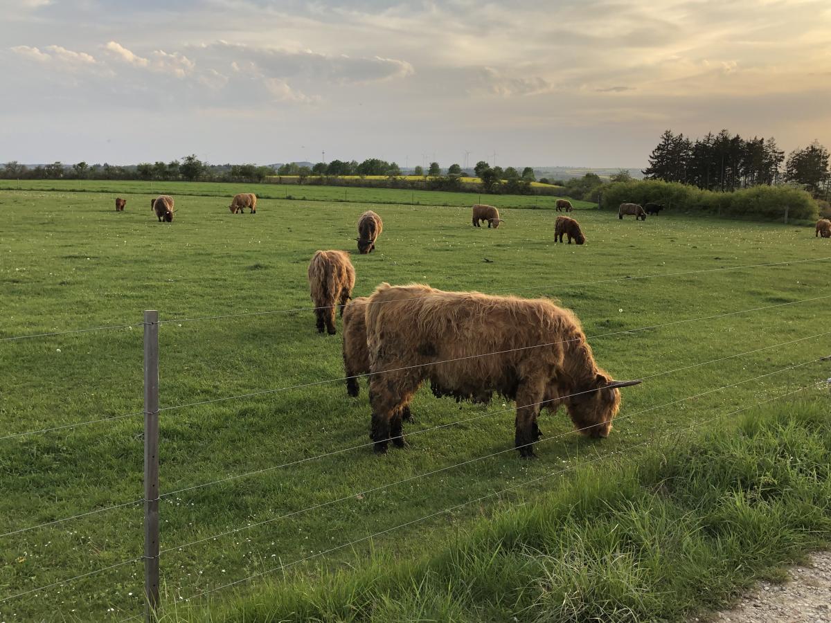 Zur Weidepflicht informiert das Landwirtschaftsministerium am 10. Februar 2025.