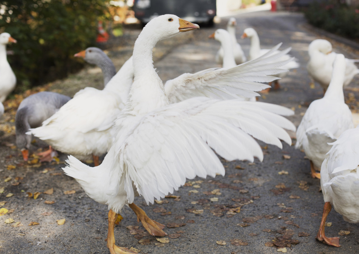 Gans spreizt Flügel am Naturhof Albrecht
