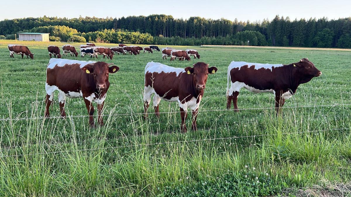 Zufriedene Rinder auf der Weide