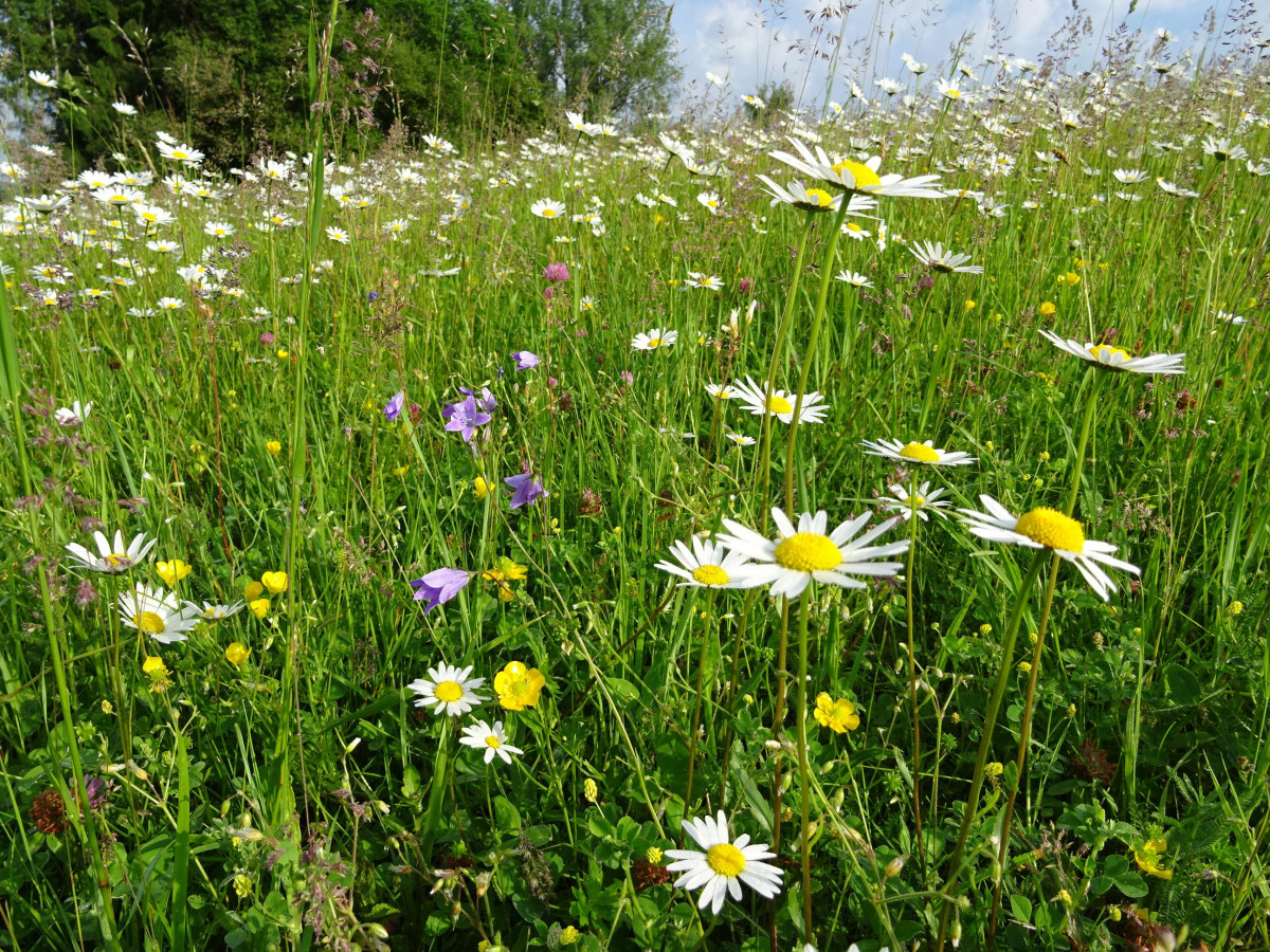 Margeriten-Aspekt in einer artenreichen Wiese im Landkreis Mühldorf