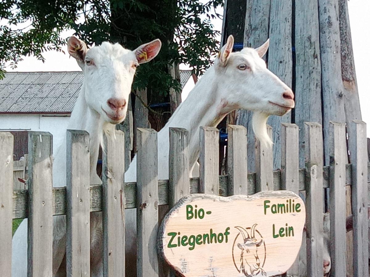 2 Ziegen strecken ihren Kopf über einen Zaun