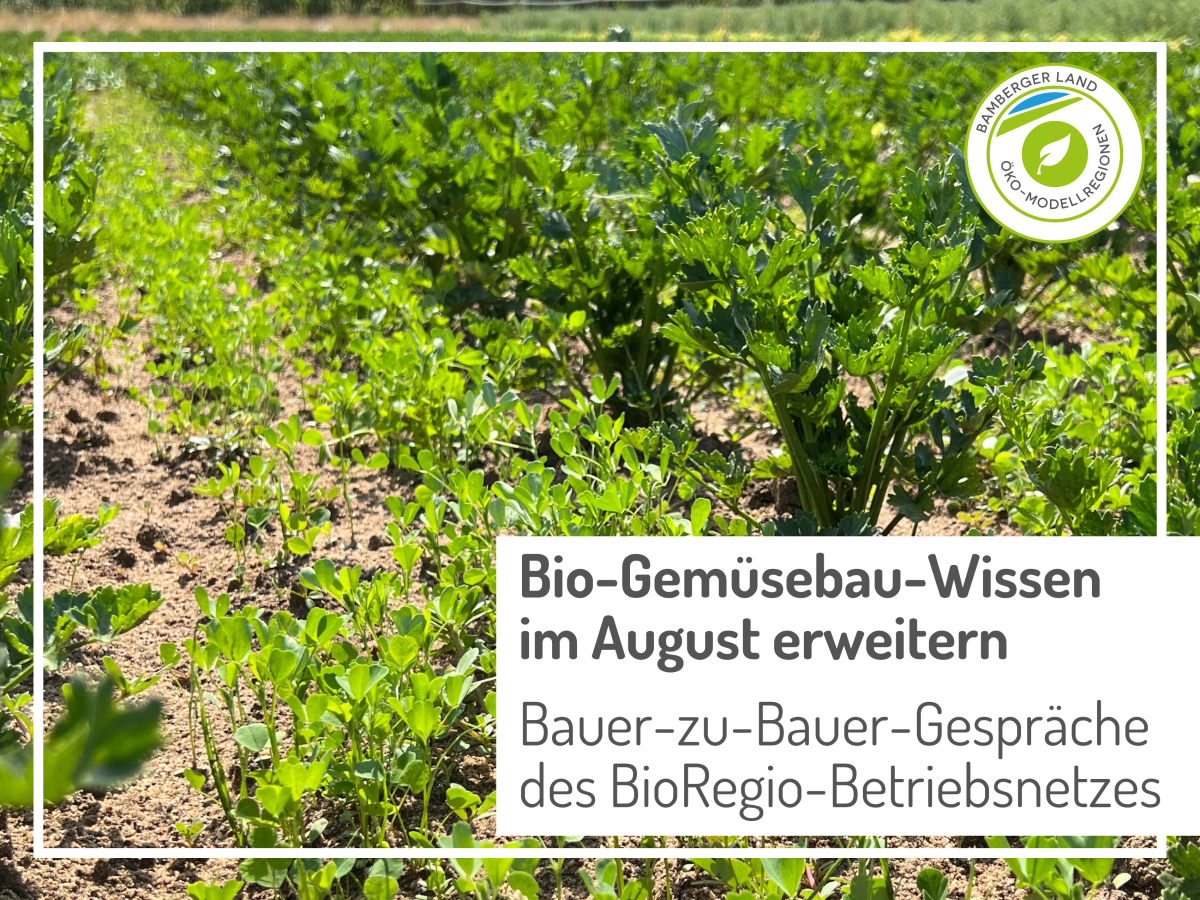 Selleriepflanzen auf dem Feld, eingesät zwischen den Reiehen ist Klee