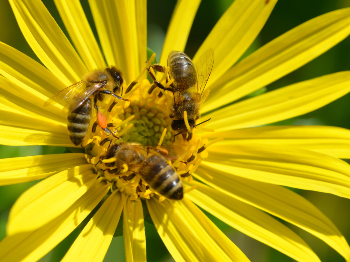 Drei Bienen sitzen auf einer gelben Blüte