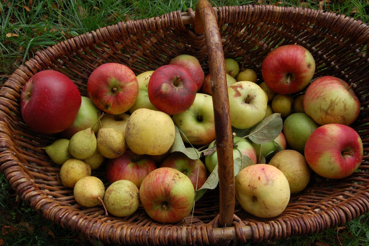 Verschiedenes Obst in einem großen Korb.