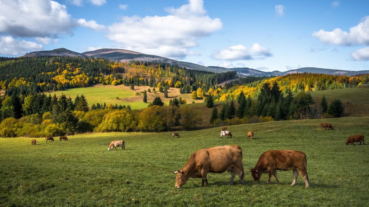 Weidende Kühe im Mittelgebirge