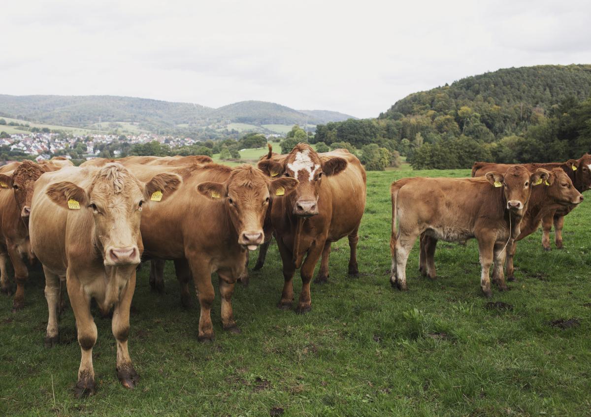 Eine Gruppe von braunen Rindern auf einer Wiese