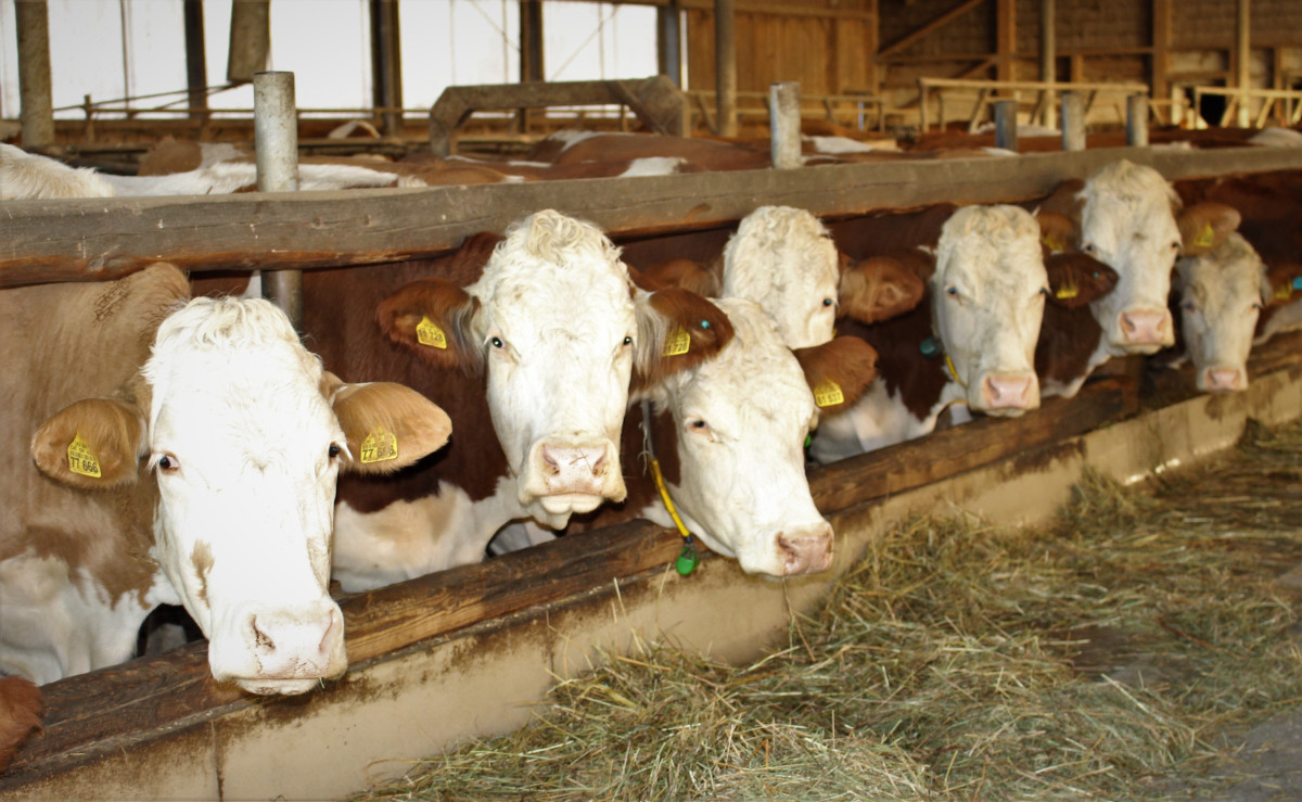 Die Kühe bekommen dank der eigenen Trocknungshalle frisches und gesundes Heu ganz unabhängig von der Witterung