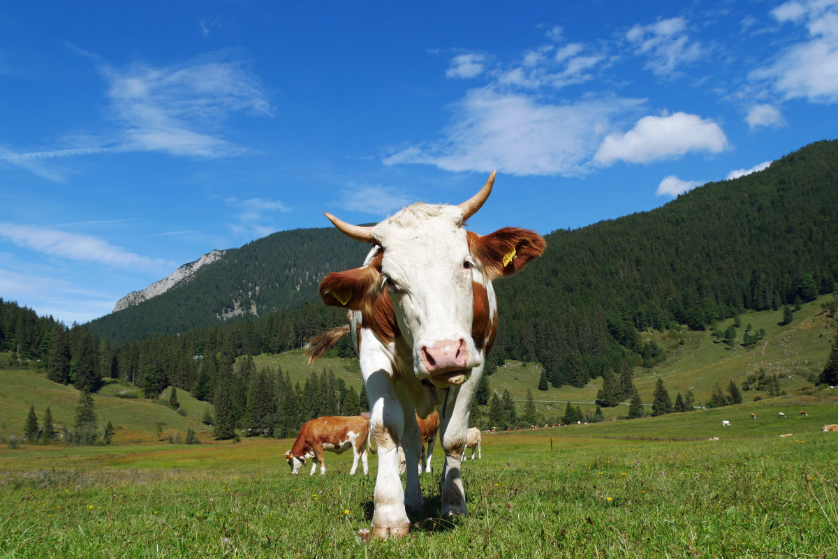 Jungkuh auf der Alm