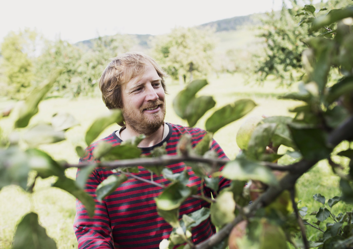Lächelnder Mann freut sich über alte Apfelsorten in einer Streuobstwiese