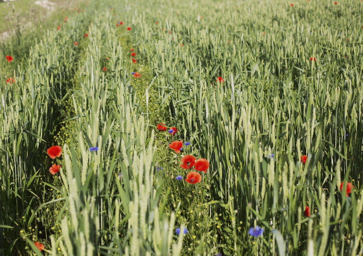 Getreidefeld mit Mohnblumen und Kornblumen