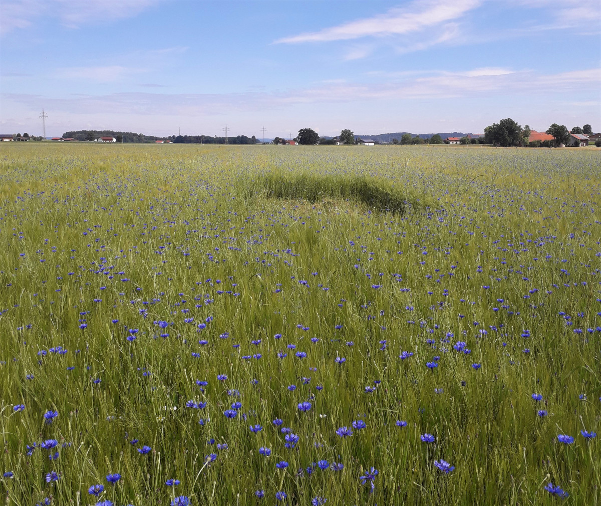 Mitten in ihren Kornfeldern haben die Landwirte die "Lerchenfenster" angelegt.