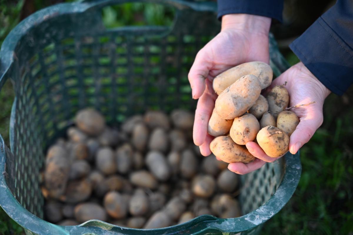 Korb mit Kartoffeln im Hintergrund, Kartoffeln in 2 Händen im Vordergrund