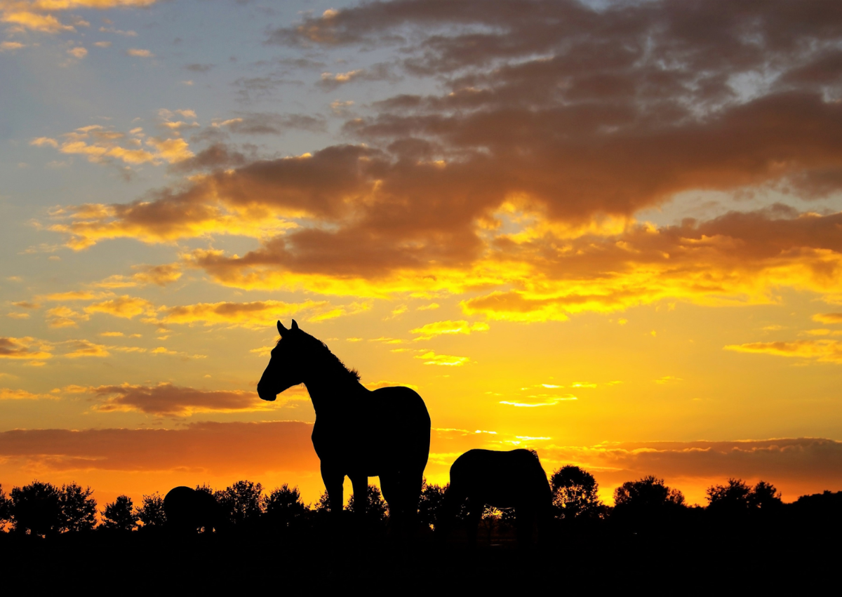 Pferd im Sonnenuntergang