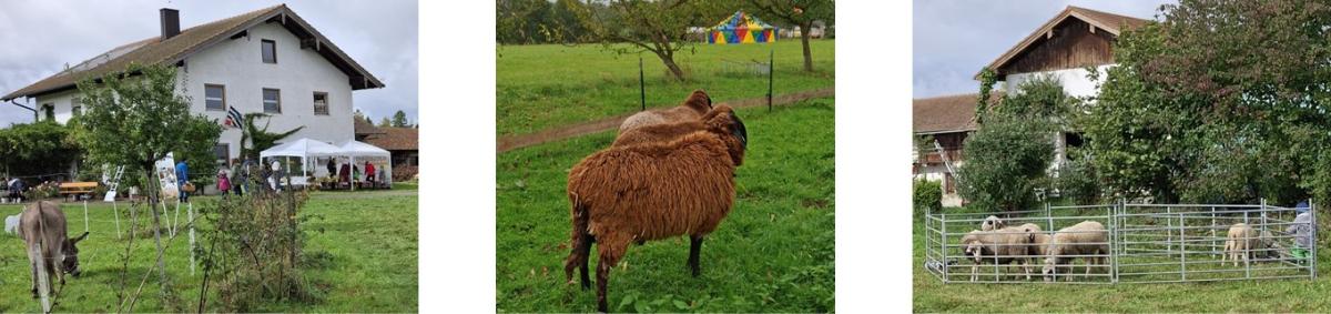 Drei Bilder nebeneinander mit: braune Schafe blicken auf buntes Zelt auf grüner Wiese / Esel und Infostand vor einem Haus / hellgraue Schafe eingezäunt auf Wiese mit Bäumen und Hof dahinter