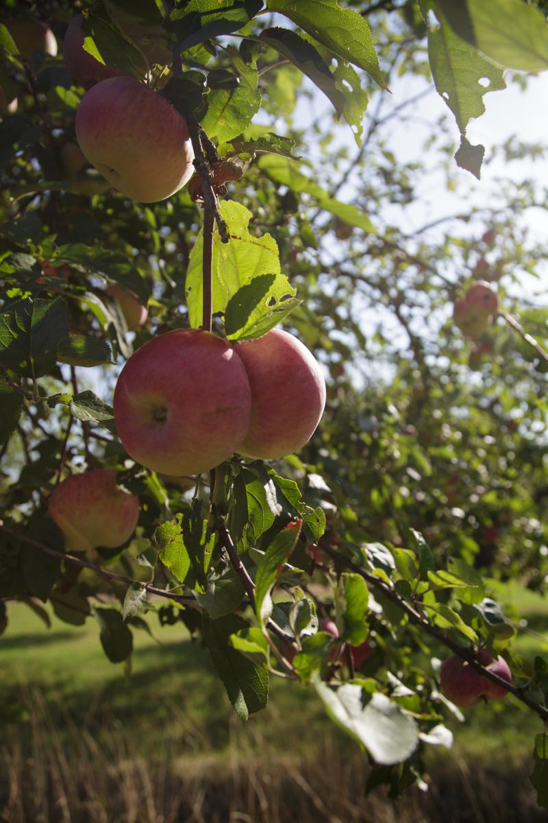 Äpfel am Baum