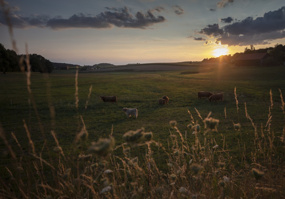 Kühe im Sonnenuntergang