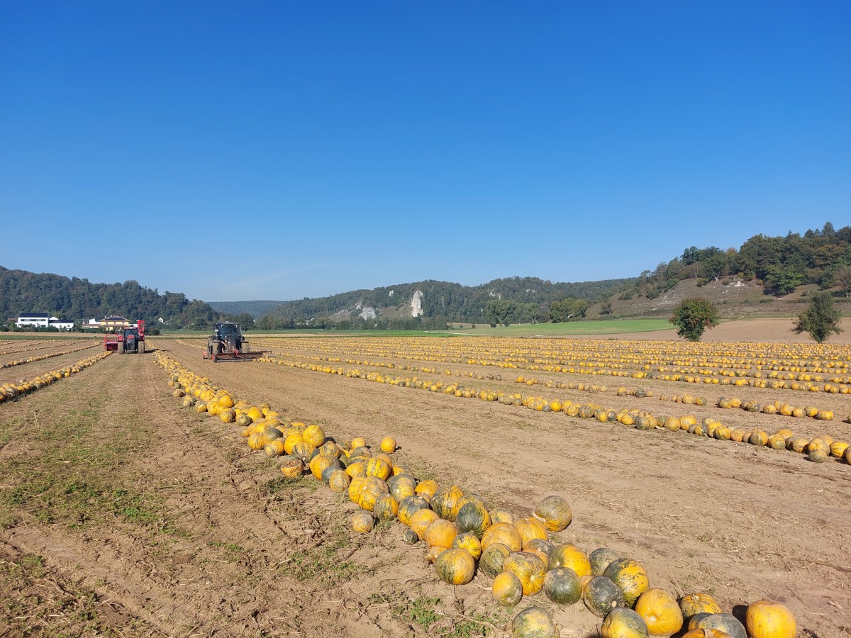 Steierische Ölkürbisse kurz nach dem Zusammenschieben auf dem Feld