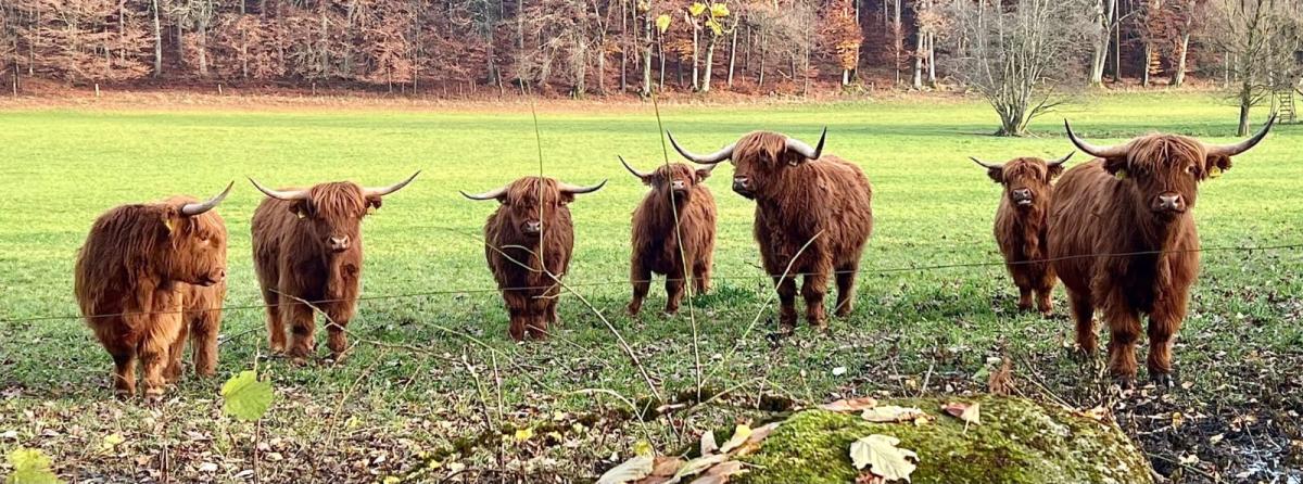 Sieben Shetland-Rinder auf der Wiese