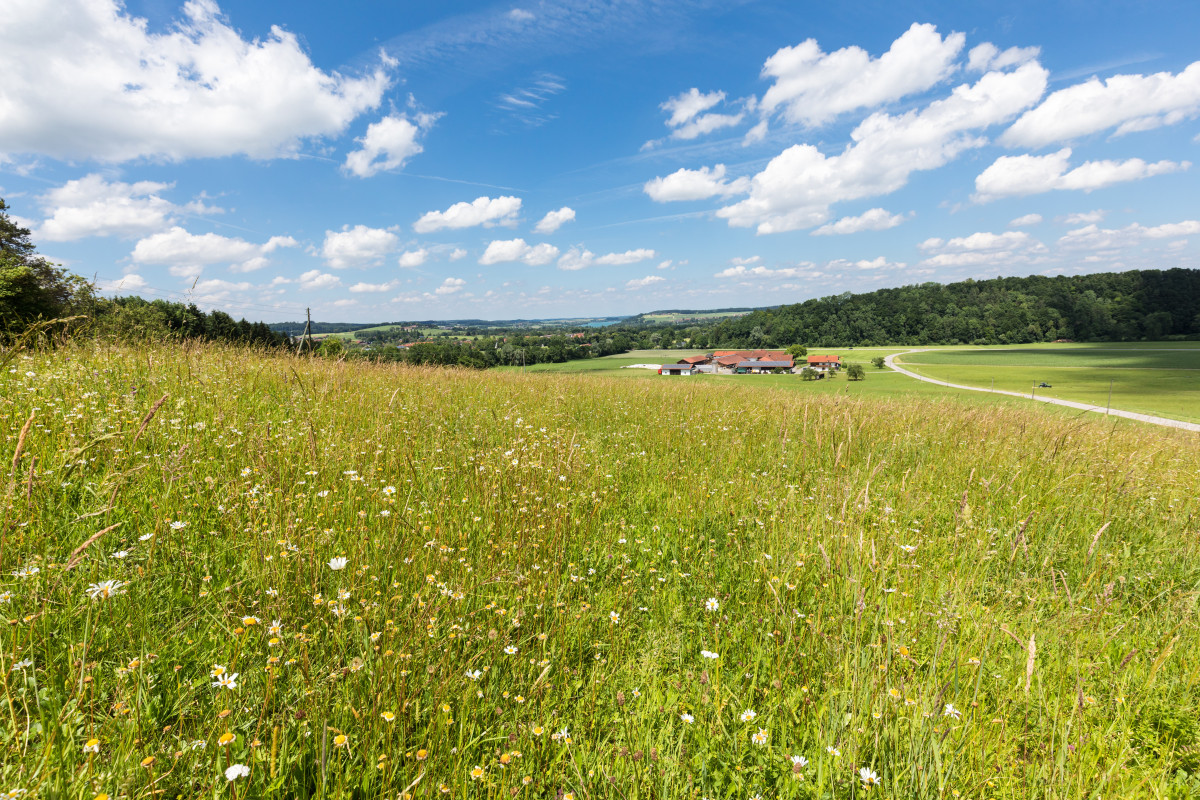 Artenreiche Wiese im Gebiet der Ökomodellregion