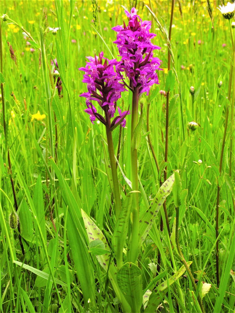 Dactylorhiza majalis