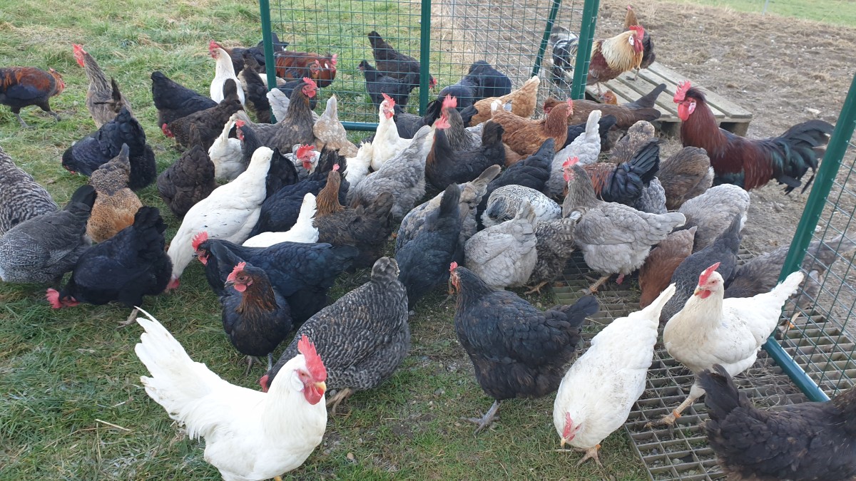 Den Hühnern geht es gut auf dem Hof der Familie Meier in Ufering bei Teisendorf.
