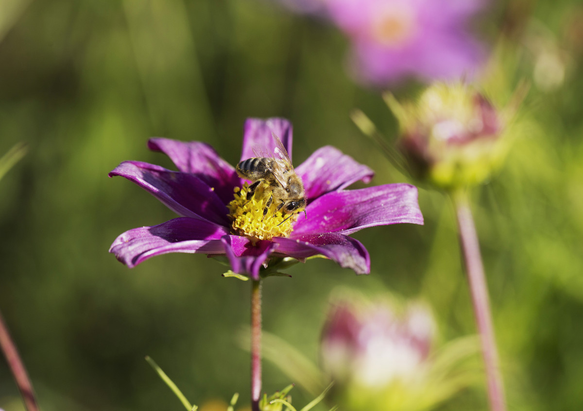 Biene auf lila Blüte