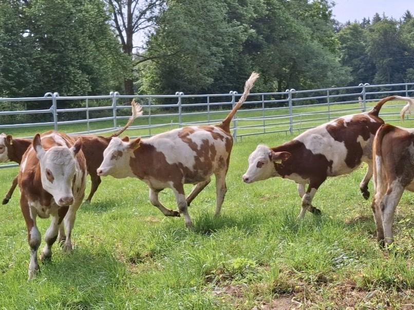 Kälber vergnügen sich auf der Weide