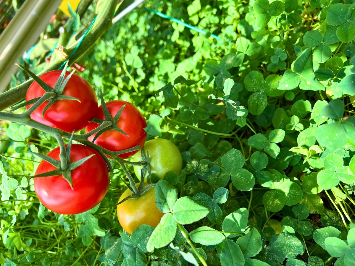 reife Tomatenrispe im Gewächshaus. Der Boden ist bewachsen mit Klee