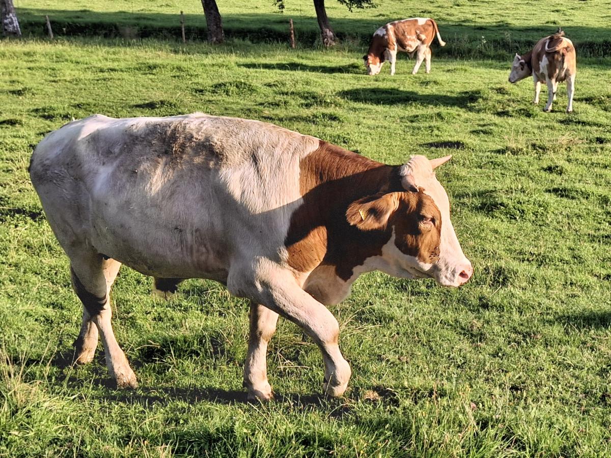 Drei Kühe fressen Gras auf der Wiese