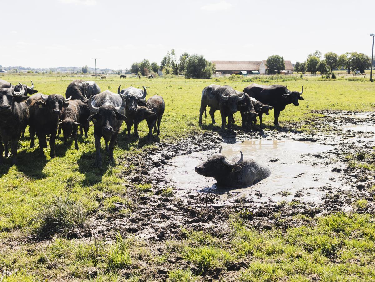Büffel im Wasser und auf der Weide