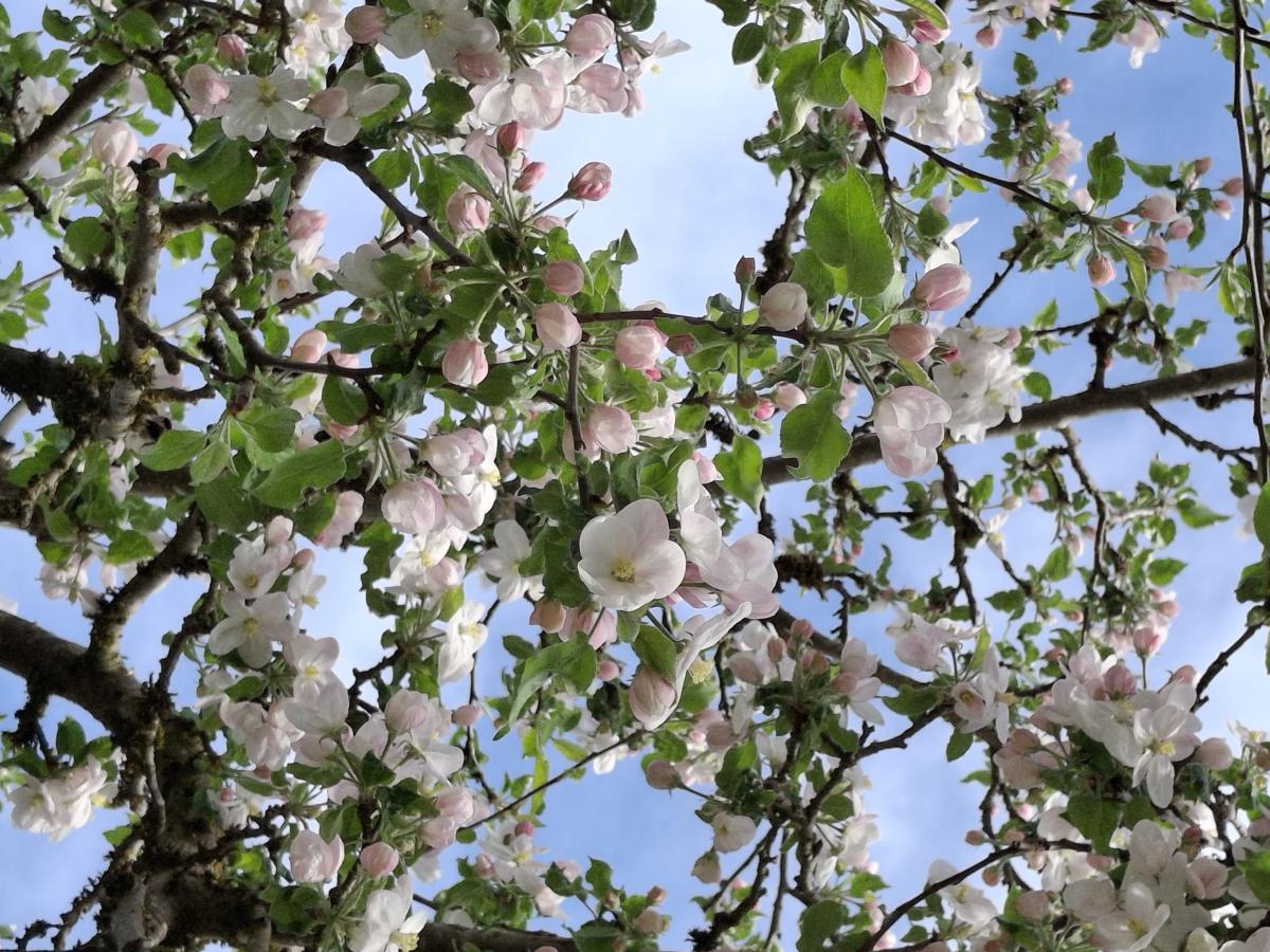 Apfelblüten unter blauem Himmel