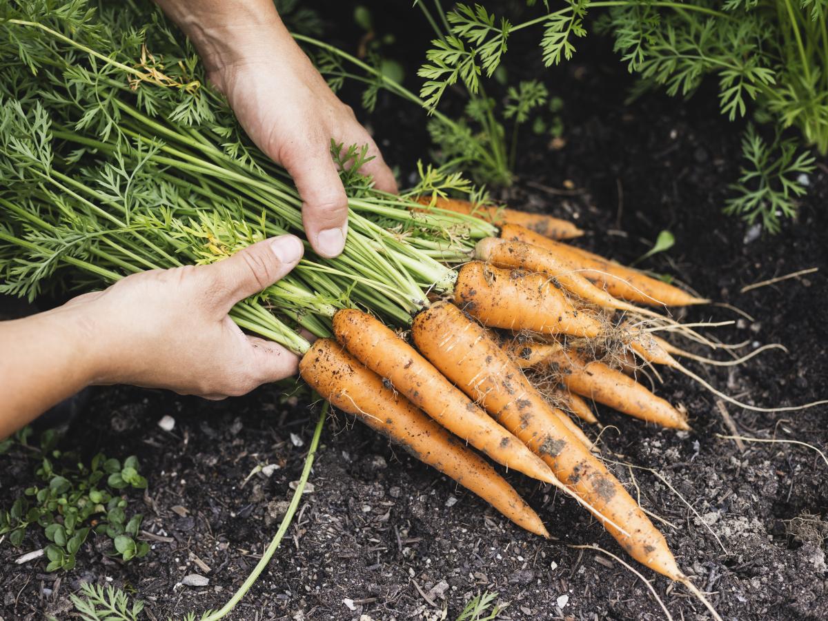 Karotten in Händen