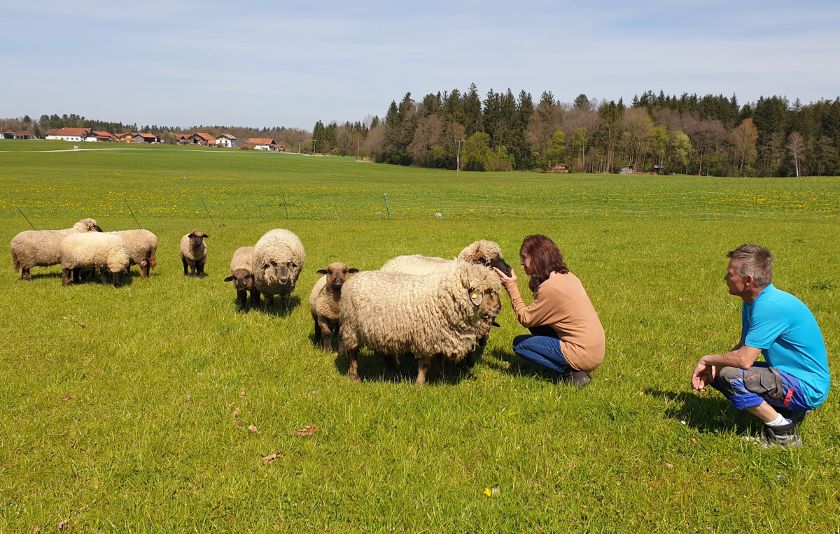 Schafe der Famile Gitzinger auf der Weide