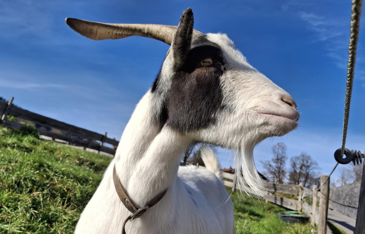 Ziege (Kopf und Oberteil) mit grüner Wiese und blauem Himmel
