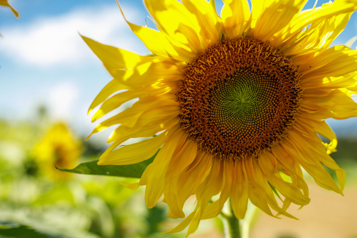 eine gelbe Sonnenblume vor blauem Himmel