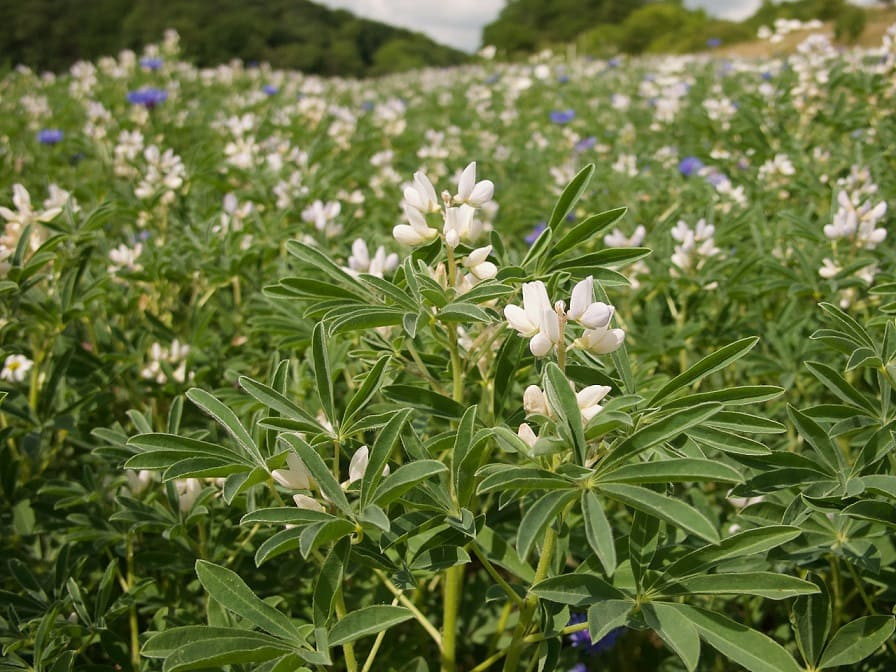 Weiß blühende Lupinen