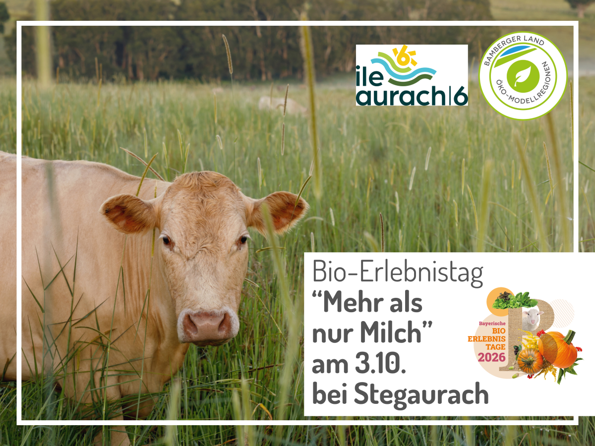 braune hornlose Kuh steht in einer Wiese mit hohem Gras