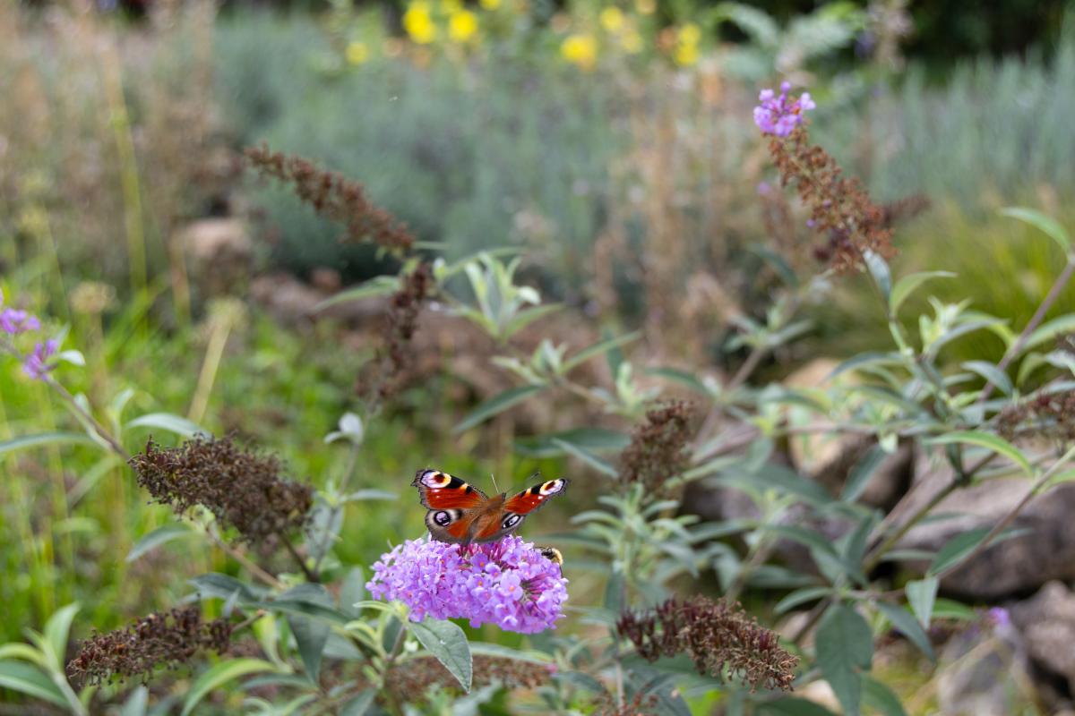 Schmetterling auf Blume