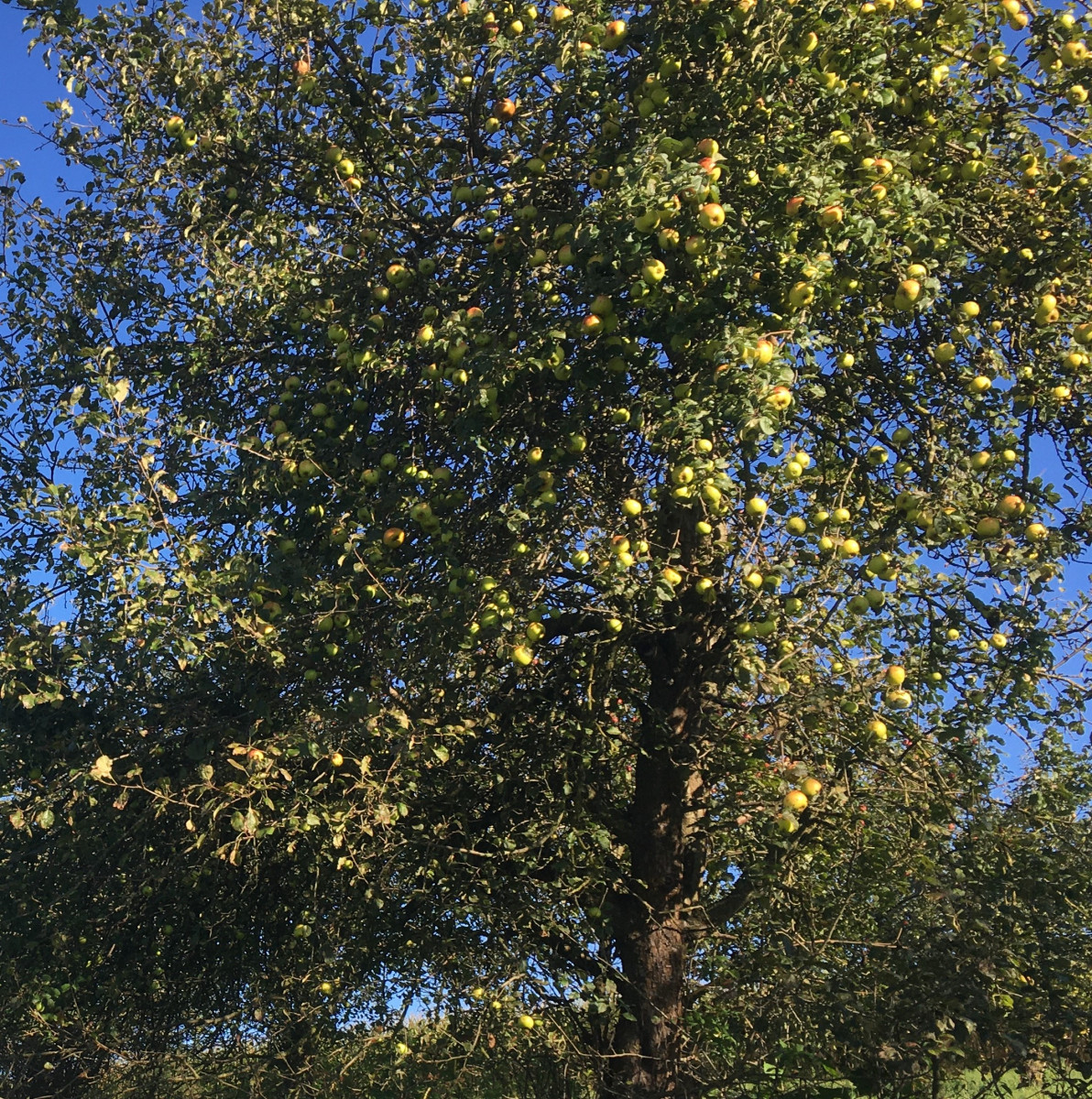 Auf dem Bild ist ein Apfelbaum auf einer Streuobstwiese zu sehen.