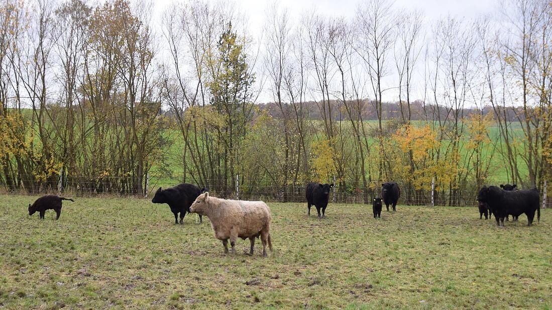 Rinder auf der Weide