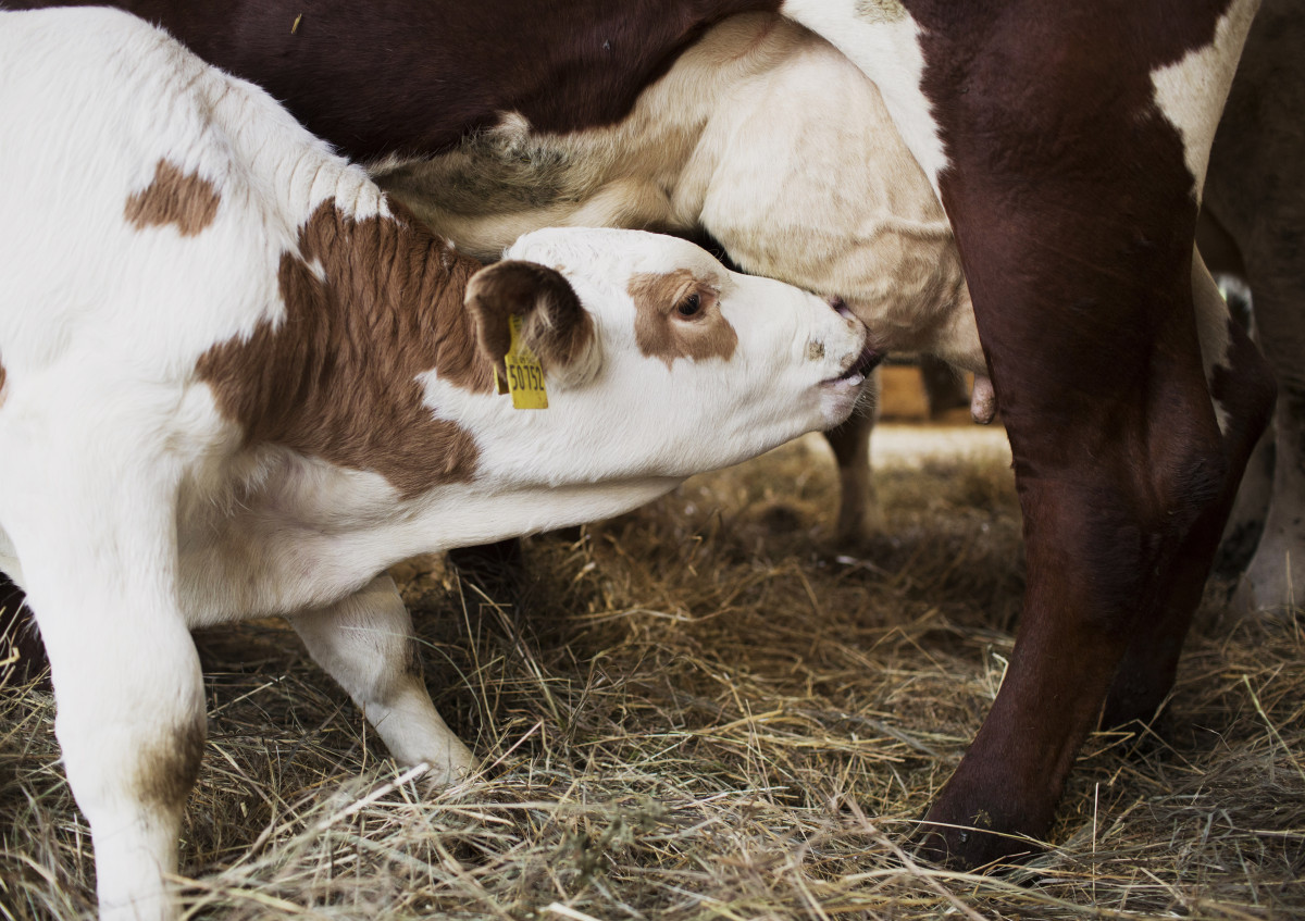 Kalb trinkt an Mutterkuh