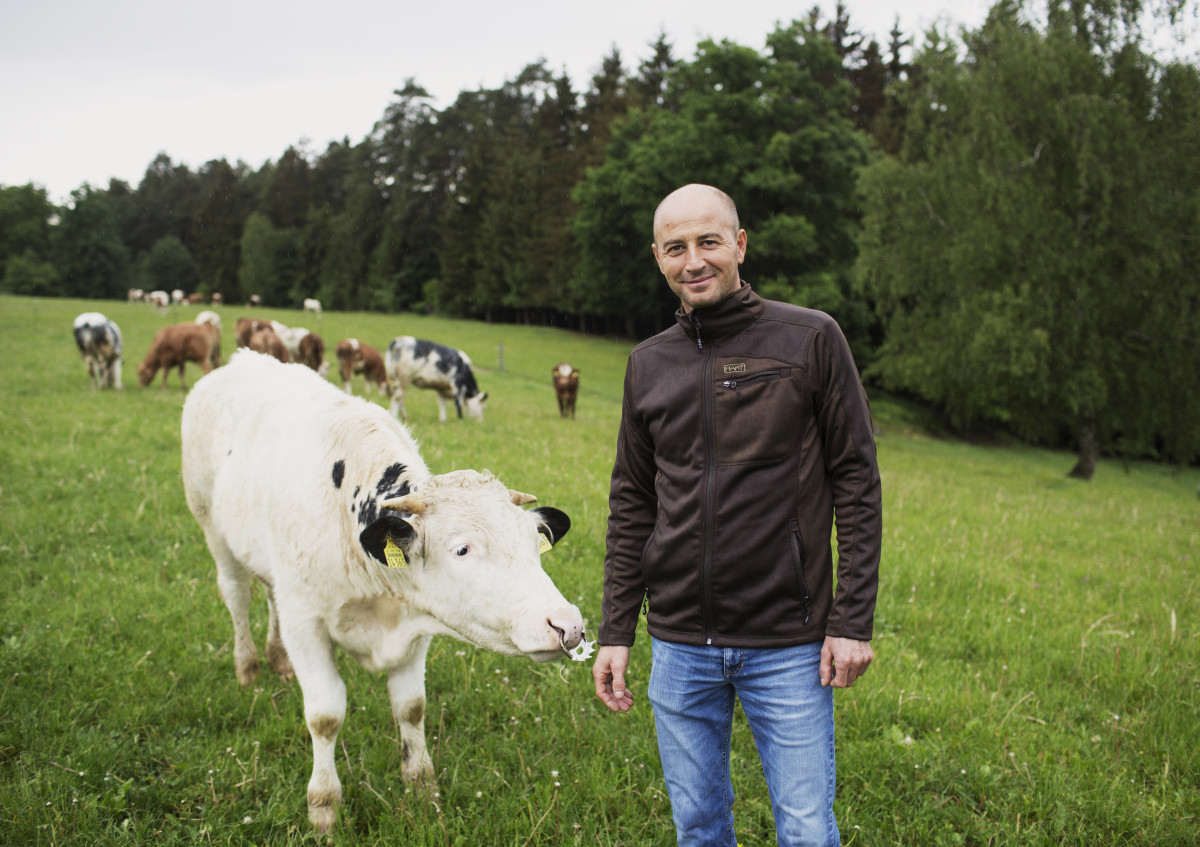 Klaus Schiegl steht auf der Weide bei seinen Kalbinnen