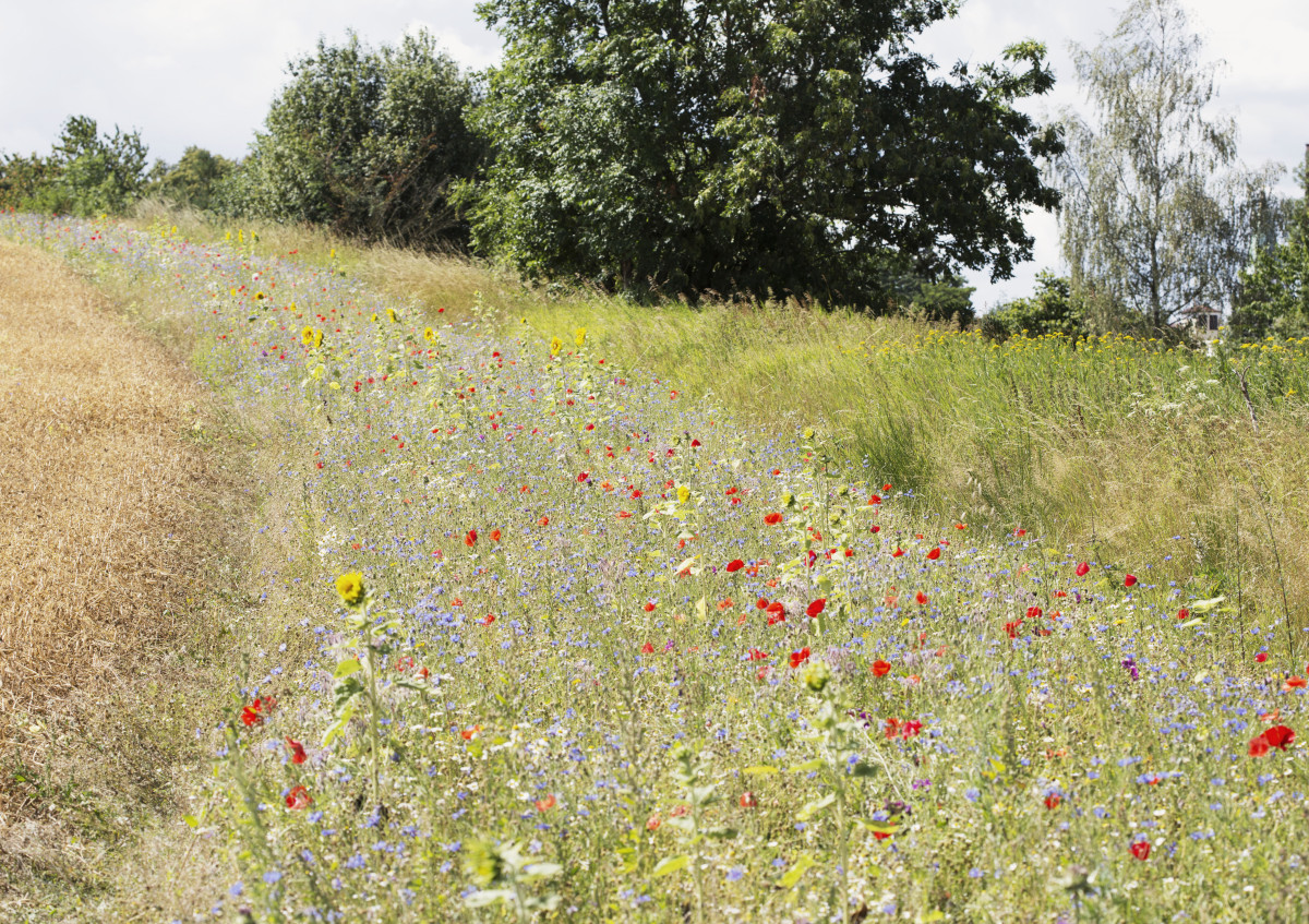 Blühstreifen leisten einen Beitrag etwa als Nahrungsquelle und Lebensraum etwa für Insekten und Niederwild wie etwa das Rebhuhn.