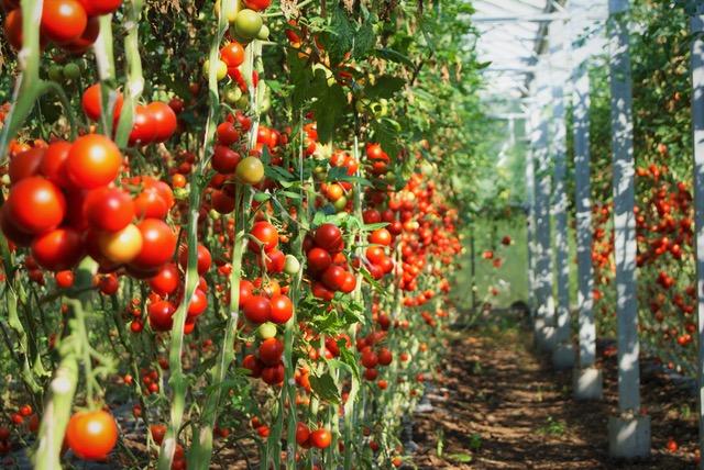 Tomaten in einem Gewächshaus der Gärtnerei Bayrhof